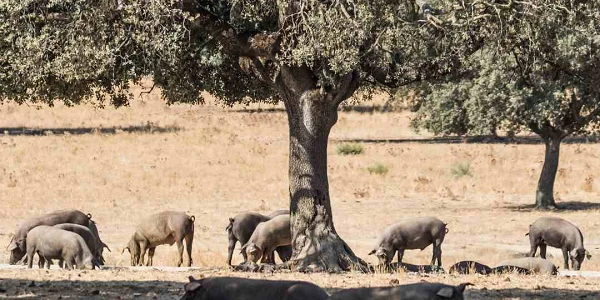 Ruta del Jamón Ibérico Los Pedroches (Córdoba)